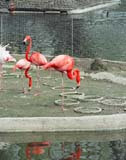 ptichka flamingo 02